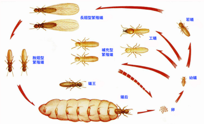 除白蟻專業團隊為您推薦，除蟲專家輕鬆殺白蟻！
